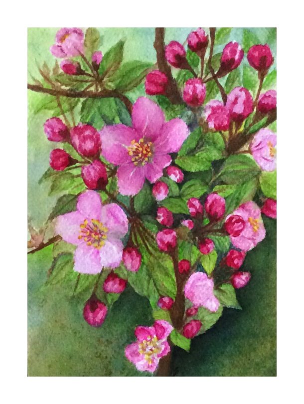 Crab apple blossoms - water colour painting by SumathiALN
