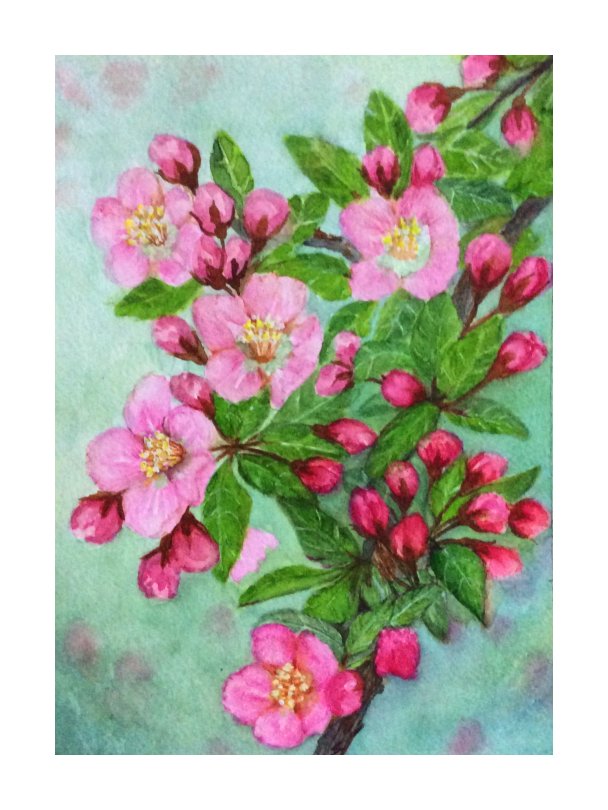 Crab apple blossoms - water colour painting by SumathiALN