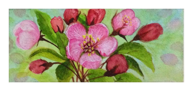 Crab apple blossoms - water colour painting by SumathiALN